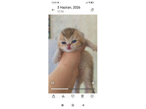 Golden ny25 ayı surat kedimiz