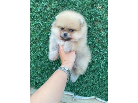 Erkek orange pomeranian boo