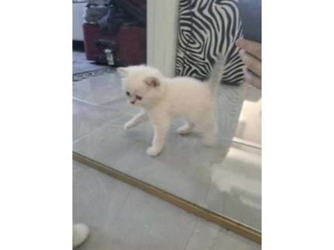 British shorthair güzel kızım