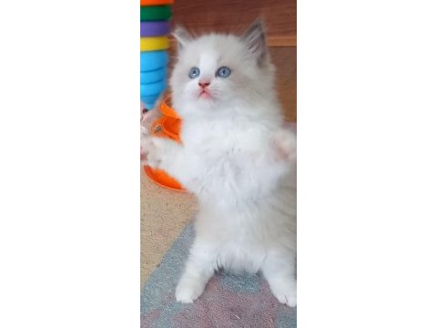 Safkan ragdoll bebekler