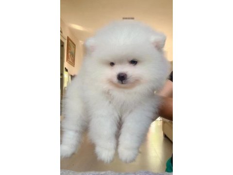 İki aylık pomeranian boo yavrularım