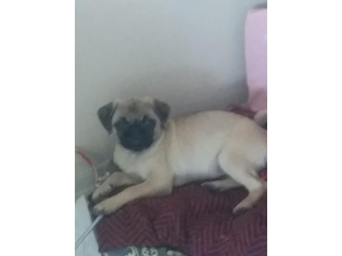 5 aylık pug yavrusu