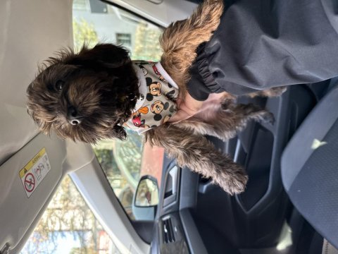 3 buçuk aylık morkie dişi