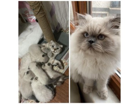 Scottish ve british shorthair 45 günlük