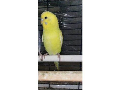 8 aylık muhabbet kuşu