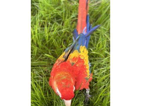 1 yaşında mutasyon scarlet macaw
