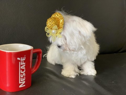 Ankarada tek kore kan maltese yavrumuz