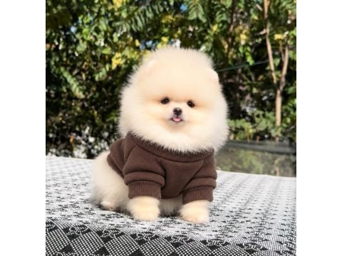 Sağlık ve ırk garantili pomeranian
