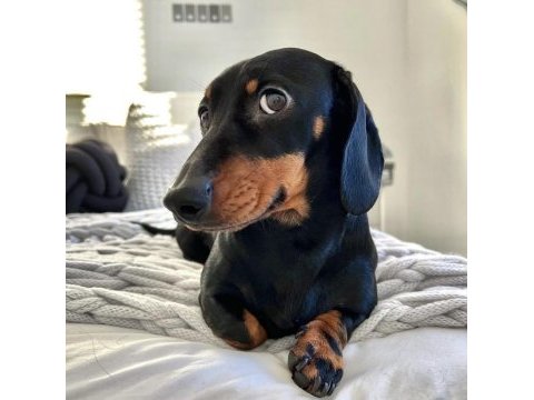 A kalite sosis dachshund yavrular hazır
