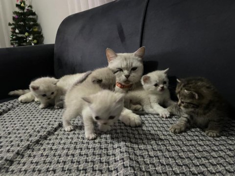 Güzel british shorthair bebeklerim yuvalarına gitmeye hazır