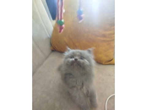 40 günlük british longhair
