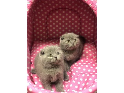 Gri scottish fold yavrularımız 