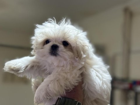 Tea cup kore kan maltese yavrumuz