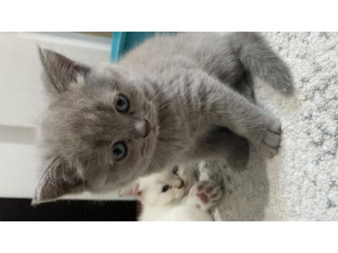 Dişi british shorthair yuva arıyor
