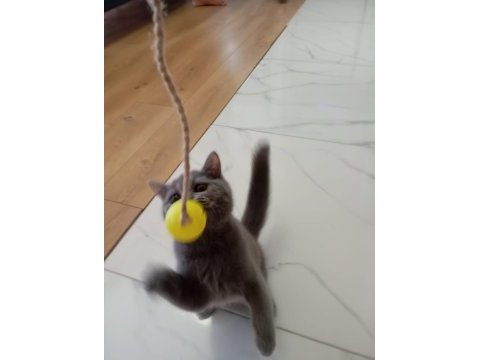 2 aylık küçük patı minik eller british longhair