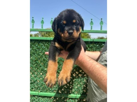 A kalite rottweiler bebekler yeni yuvalarını arıyorlar