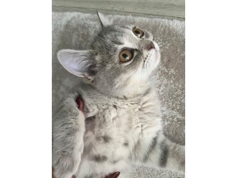 British shorthair kedimiz