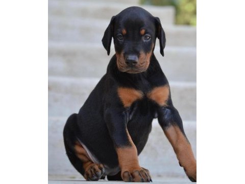 Secereli babadan doberman yavruları