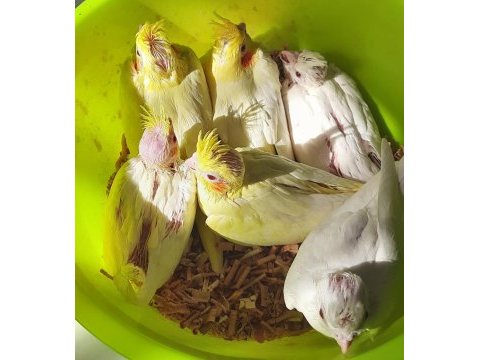 Yavru sultanlar albino