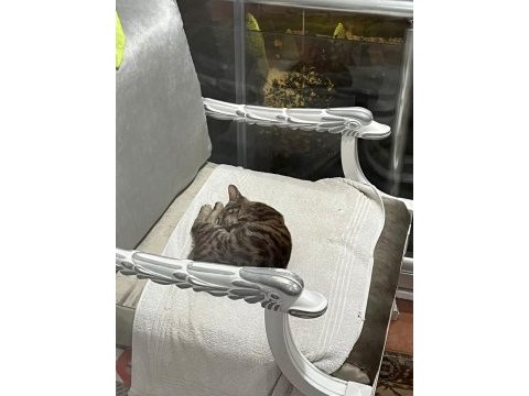 8 aylık dişi tekir, onu sevecek bir dost arıyor!