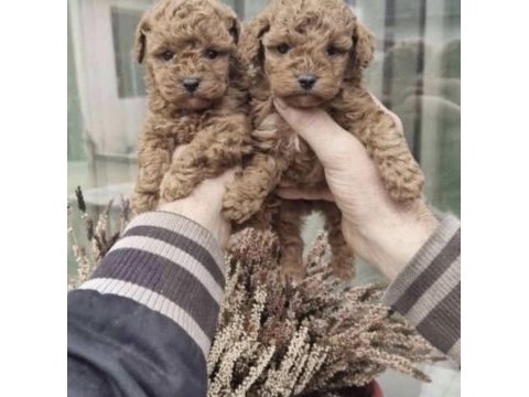 Toy poodle bakımlı köpeğimiz