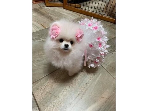 A kalite pomeranian bebeklerimiz