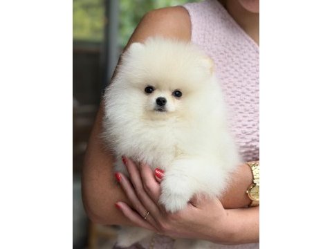Üst düzey biblo erkek pomeranian boo