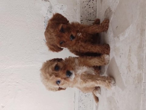 Maltipoo yavru