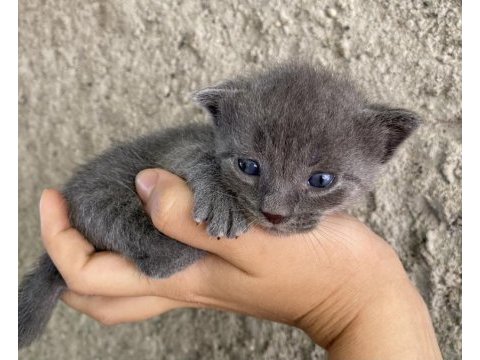 Acil sahiplendirme scottish fold bebekler
