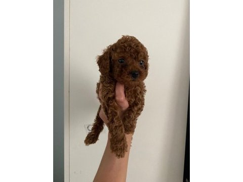 Red brown poodle yavrularim ev uretimi