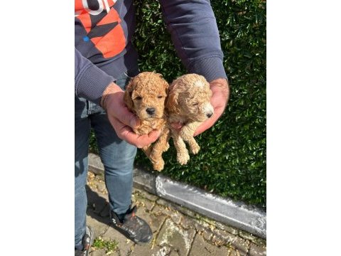 Maltipoo bebe