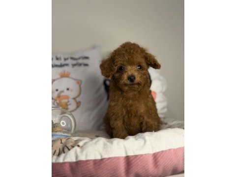 Dişi kore poodle