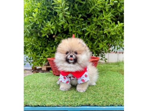 Safkan pomeranian boo yavrularımız