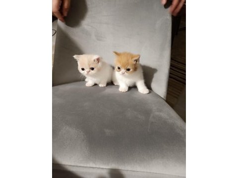 Exotic shorthair 2 aylık erkekler