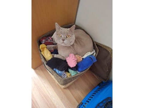 British shorthair 5 yaşında erkek ankara