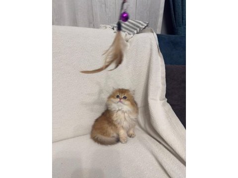 Golden british longhair