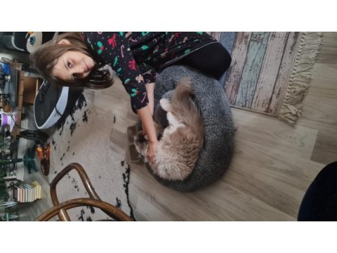 Kısırlaştırılmamış biri dişi ve biri erkek 8 aylık ragdoll