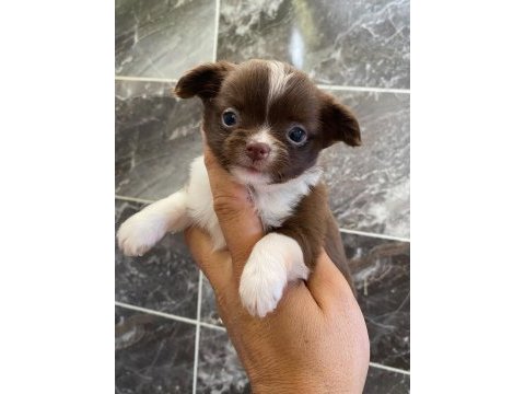 Chihuahua yavru köpeğimiz