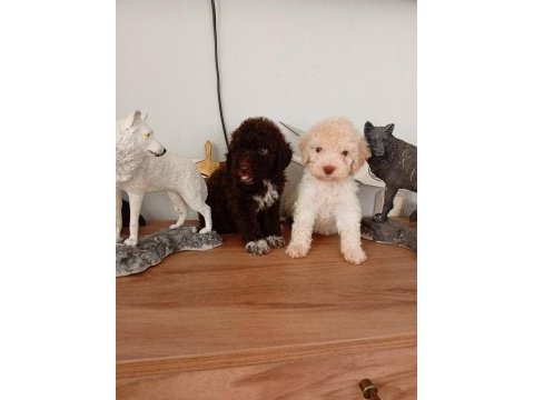 Apricot poodle bebekler