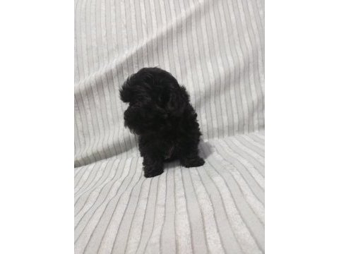 Morkie yavru