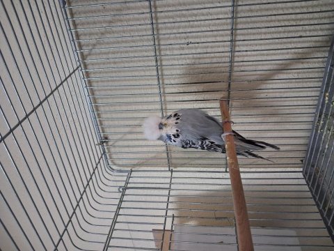 Show jumbo muhabbet kuşu