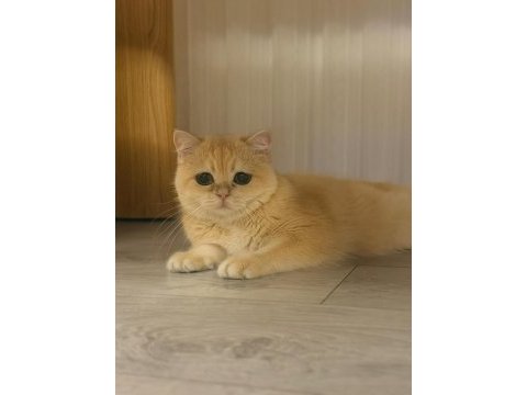 British shorthair golden
