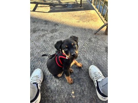 4 aylık dişi rottweiler aşıları tam