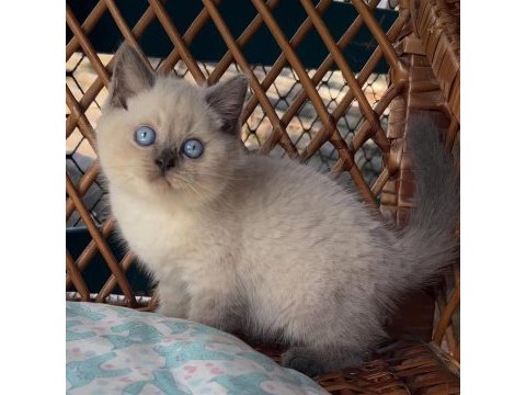 Masmavi gözleriyle bluepoint british shorthair