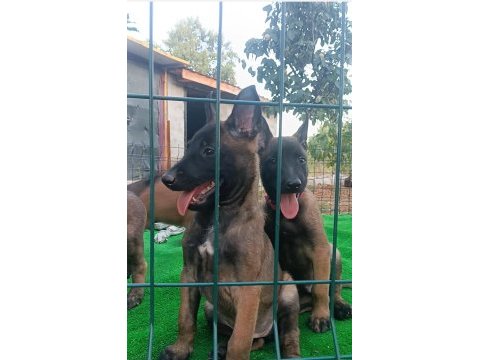 Eyüp doğan aksiyon şila malinois yavruları