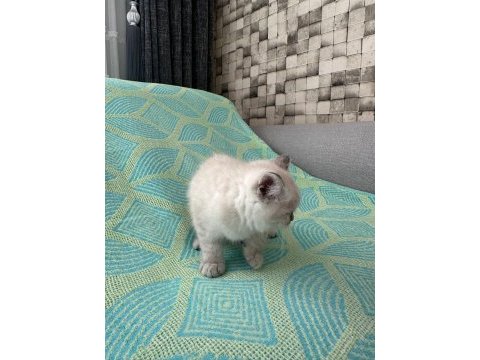Erkek british shorthair 2 aylık yavru