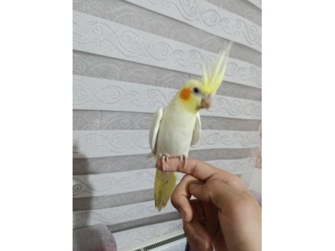 Yavru sultan papağanı ele alışkın