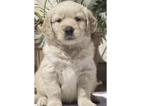 Golden retriever köpekler
