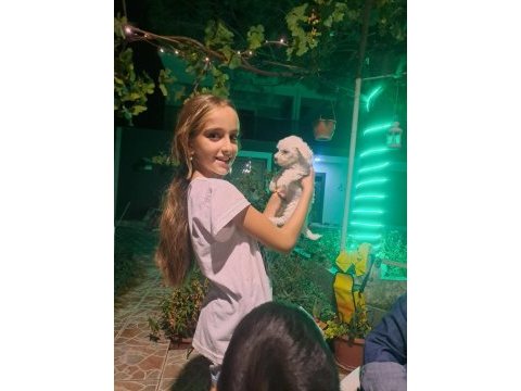 Dişi maltese bebeğime yuva arıyorum izmir