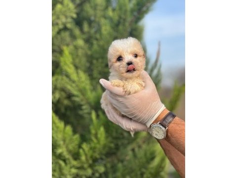 Sağlık garantili maltipoo yavrular